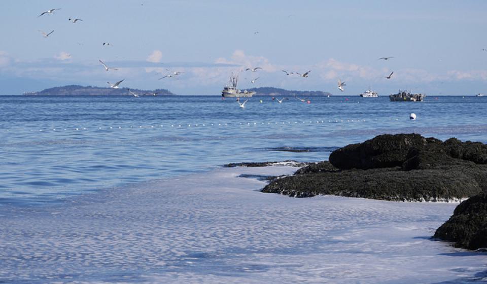 Watershed Sentinel - Environmental News | Environmental news, online ...