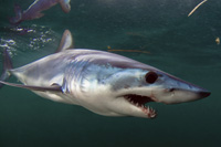 mako shark