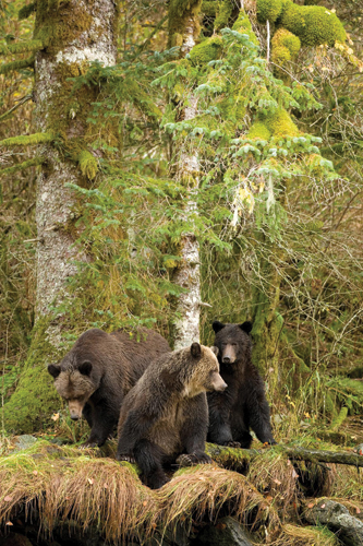 bears