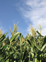 GMO Food