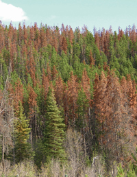 bc logging mismanagement bc logging