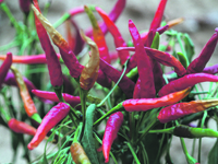 Habanero pepper and prostrate cancer