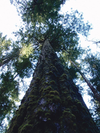 cortes island